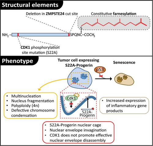 Figure 1. The lamin A cage traps tumor cells in a p53-independent senescence program. A schematic representation of structural elements defective in S22A-Progerin is shown at the top of the figure. The lower part of the figure illustrates the cytological consequences of S22A-Progerin expression in human cells. Note how expression of S22A-Progerin engages tumor cells in a p53-independent senescence pathway.