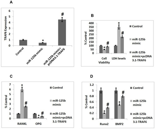 Figure 4 Upregulation of TRAF6 inverts the alterations of cell function mediated by miR-125b. (A) Quantitative results of qRT-PCR showing transfection efficacy of TRAF6. (B) Quantitative results showing viability of cells and levels of LDH after 48 post transfection. (C) Quantitative results showing expression of proteins RANKL and OPG in cells. (D) Quantitative results showing expression of Runx2 and BMP2 in cells. The results are mean ± SD. *P<0.05 compared to control, #P<0.05 compared to miR-125b mimic.