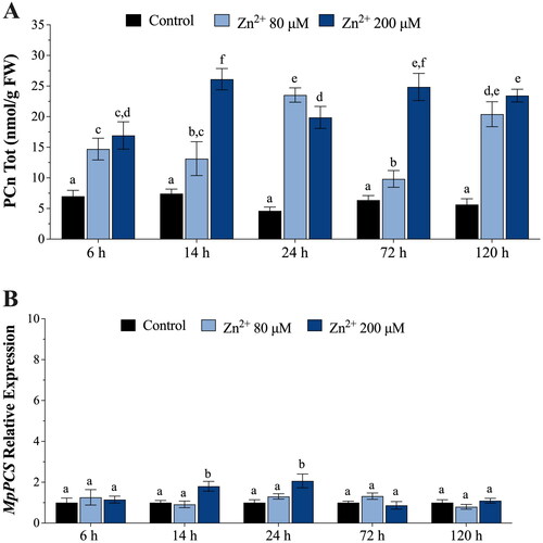 Figure 2. (A) In vivo concentrations of phytochelatins (PCn, nmol g−1 FW) in Marchantia polymorpha gametophytes exposed for 6, 14, 24, 72, and 120 h to 80 μM (light blue bars) or 200 μM (blue bars) Zn. (B) Relative expression levels of M. polymorpha phytochelatin synthase (MpPCS) gene in gametophytes exposed for 6, 14, 24, 72, and 120 h to 80 μM (light blue bars) or 200 μM (blue bars) Zn. Values are means ± SE (n = 3). Different letters indicate significant differences (two-way ANOVA followed by Tukey’s test, p < 0.05).