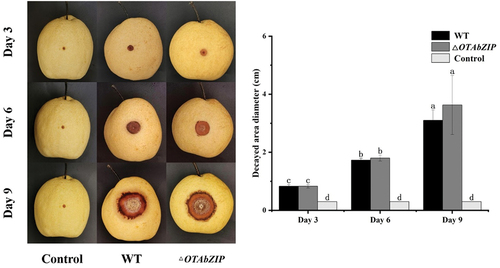 Figure 4. Disease infection of wild type and ∆OTAbZIP mutant Aspergillus westerdijkiae fc-1 strains on pear fruit. WT: Wild-type A. westerdijkiae fc-1; ∆OTAbZIP: ∆OTAbZIP mutant A. westerdijkiae fc-1. Different lowercase letters represent significant differences, p < 0.05.