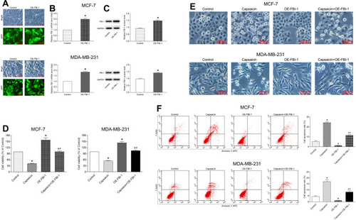 Figure 3 FBI-1 overexpression attenuates the capsaicin-induced anti-proliferation and pro-apoptosis effects in breast cancer cells. (A–C) Cells were transfected with recombinant FBI-1-overexpression lentiviral particles or corresponding negative control vectors, respectively. The efficiency of FBI-1 overexpressing was assessed by inverted fluorescence microscopy, qRT-PCR, and Western blot. Scale bar 100 μm, or data are presented as means ± SD, *p<0.05 vs Control. (D) Cells were treated with capsaicin alone (150 μmol/L) or together with FBI-1 overexpression for 72 h. The cell viability was detected by CCK-8 assay. Data are presented as means ± SD, *p<0.05 vs Control; &p<0.05 vs Capsaicin; #p<0.05 vs OE-FBI-1. (E) Cells were treated with capsaicin alone (150 μmol/L) or together with FBI-1 overexpression for 72 h. The cell morphological changes were observed using an inverted microscope (scale bar 100 μm). (F) Cells were treated with capsaicin alone (150 μmol/L) or together with FBI-1 overexpression for 72 h. The cell apoptosis rate was detected by flow cytometry. Data are presented as means ± SD, *p<0.05 vs Control; &p<0.05 vs Capsaicin; #p<0.05 vs OE-FBI-1.