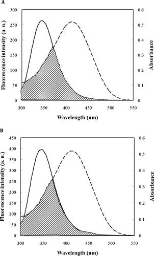 FIGURE 9 Spectral overlap between the fluorescence emission spectrum of protein (solid curves) and absorption spectrum of curcumin (dashed curves). (a) Native BSA and (b) modified BSA in 50 mM sodium phosphate buffer pH 7.0. [Curcumin]:[BSA] = 5 μM; λex = 290 nm.