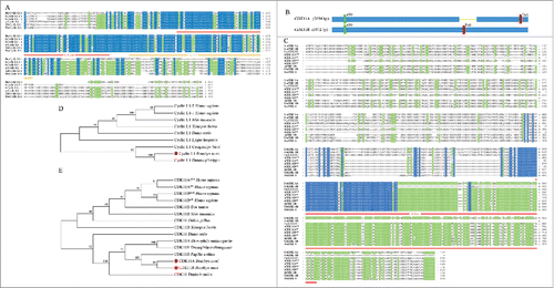Figure 1. Sequences analysis and phylogenetic trees of BmCyclin L1 and BmCDK11A/B. (A) Multiple sequence alignment of cyclin L1 from Bombyx mori, Homo sapiens, Mus musculus, Xenopus laevis, and Danio rerio, containing 2 conservative CYCLIN domains (red and orange lines). The protein domains were predicted using the online prediction SMART software (http://smart.embl-heidelberg.de/). (B) Gene structure of 2 CDK11 spliceosomes, CDK11A and CDK11B. (C) Multiple sequence alignment of CDK11 from B. mori, Papilio xuthus, H. sapiens, M. musculus, X. laevis, and D. rerio, containing the S-TKc domain (red line). (D) Phylogenetic tree (N-J) of cyclin L1 from vertebrates and invertebrates. (E) Phylogenetic tree (N-J) of CDK11.