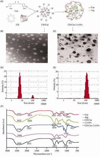 Figure 1. Preparation and characterization of nanoparticles. (A) The schematic diagram of prepared CD–Cur–CANPs. The TEM analysis of CD–Cur complex (B) and CD–Cur–CANPs (C); the size distribution of CD–Cur complex (D) and CD–Cur–CANPs (E); (F) FTIR spectra of nanoparticles.