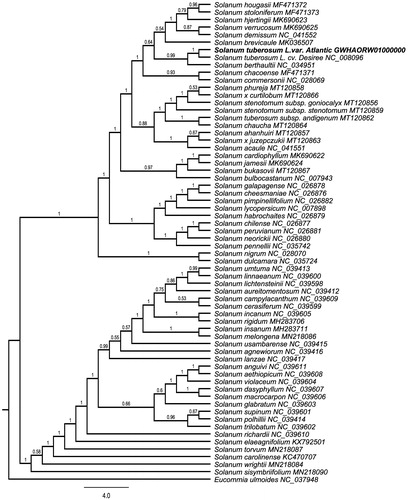 Figure 1. Maximum-likelihood phylogenetic tree based on whole chloroplast genomes from 63 Solanum plants and one outgroup plant (Eucommia ulmoides) and the support values are shown at the branches.