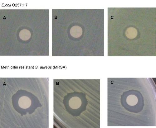 Figure 6 Tests of diffusion discs showing antimicrobial activity against Escherichia coli O157:H7 and MRSA of nanoparticles synthesized at different conditions. AgNPs were used at 10 μg/ml. (A) Type 1; (B) Type 2; (C) Type 3.Abbreviations: AgNPs, silver nanoparticles; MRSA, methicillin-resistant Staphylococcus aureus.