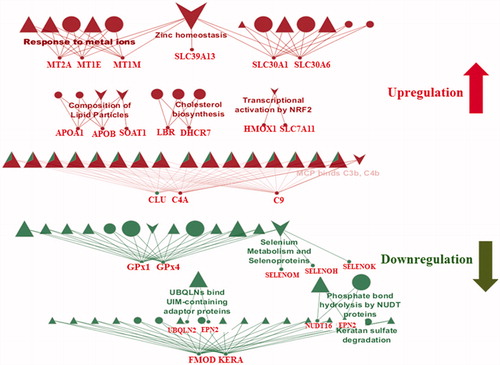 Figure 6. Reactome and wikipathway analysis of endothelial cells exposed for 24 h to 50 nm AgNPs. Pathways and proteins shaded in red are upregulated and pathways shaded in green are downregulated respectively. ▲ represents reactome reactions. ● represents reactome pathways. ▼ represents wikipathways.