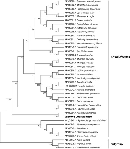 Figure 1. Neighbor joining phylogenetic tree (bootstrap repeat is 10,000) of 36 Anguilliformes and 3 other species (genbank accession number were showed on the left of the species) based on the complete mitochondrial genomes. The numbers above branches indicate bootstrap support values of neighbor joining phylogenetic tree.