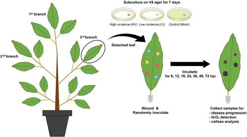 Figure 1. Schematic representation of durian seedling treatments and sample collection. Durian seedlings at about one year old with at least three branches were performed for the experiment. For each seedling, the top branch was used for disease progression, the second for H2O2 accumulation, and the third for callose production analysis. Inoculation process was performed by puncturing each leaf with a sterile needle at six spots, and randomly applying mycelial plugs of P. palmivora (two spots for low virulence and two spots for high virulence) and two for mock control, randomly. Each treatment was collected at 6, 12, 18, 24, 36, 48, and 72 hpi. Each experiment used seven seedlings for a total of 63 leaves. All experiments were repeated three times independently.
