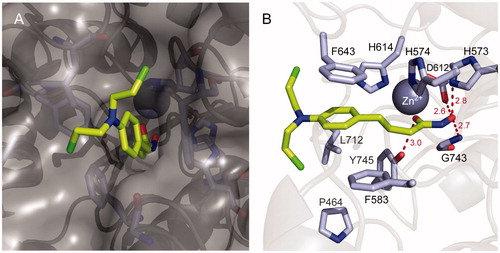 Figure 8. Molecular docking model of chloram-HDi (3) bound in the substrate-binding pocket of HDAC6 (PBD code: 5EF7). (A) Surface representation of HDAC6 and chloram-HDi (3) complex. (B) Cartoon and sticks representation of HDAC6 and chloram-HDi (3) complex. The carbon, oxygen, nitrogen and chlorine atoms of chloram-HDi (3) are shown in lime, red, blue, and green, respectively. The side chains of the substrate-binding site are coloured according to the atom types (carbon, light blue; oxygen, red; nitrogen, blue) and labelled with their residue name. The hydrogen bonds are shown as dashed red lines. The docking poses are visualised using PyMOL1.3.