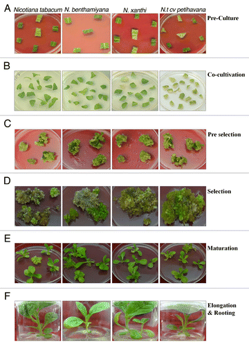 Figure 2.Agrobacterium-mediated genetic transformation of four genotypes of Nicotiana. (A) Pre culture of explants; (B) co-cultivation; (C) pre-selection; (D) selection; (E) maturation of cotyledonary stage embryos; (F) elongation and rooting; (G) hardening in green house.
