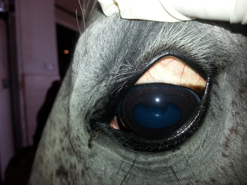 Figure 3. B. caballi infected horse showing pale sclera.