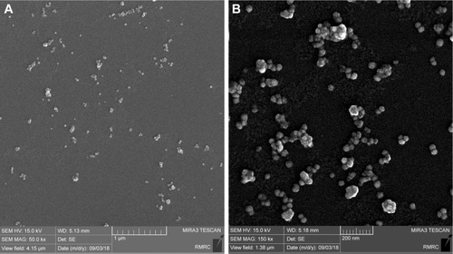 Figure 4 Representative field emission scanning electron microscopy (FESEM) imaging of green-synthesized silver nanoparticles.Notes: (A) Scale bar: 1 µm. (B) Scale bar: 200 nmAbbreviation: RMRC, Razi Metallurgical Research Center.
