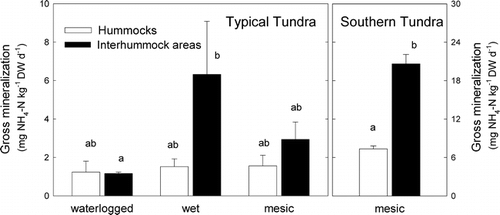FIGURE 4. Rates of gross N mineralization in soils of hummocks and interhummock areas of a southern tundra subzone ecosystem and three subsites of a typical tundra subzone ecosystem at Taymyr Peninsula, Russia. Bars represent means plus one standard error (n = 3–5). Within each site, bars with different letters are significantly different (ANOVA, LSD, P < 0.05)