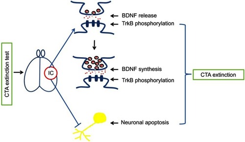 Figure 6 CTA extinction temporally induces the release of BDNF and inhibits neuronal apoptosis in the IC. CTA extinction induces activity-dependent BDNF secretion in the IC with subsequent activation of TrkB and BDNF synthesis, and inhibits neuronal apoptosis, thus mediating CTA extinction.
