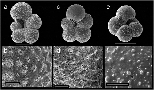 Plate 2. SEM images demonstrating wall texture differences between T. egelida and the weakly calcified N. pachyderma morphotype with which it can be confused. (a) to (d) The T. egelida morphotype with corresponding wall texture close-up views showing spine bases, with evidence of broken spines and/or spine holes still visible in some cases, sample AO16-9-PC1-3, 60 to 62 cm. (e) and (f) Weakly calcified N. pachyderma morphotype, having a wall texture with low pustules but no spines or spine bases, sample form the Eastern Fram Strait, ODP Site 986, 15.32 m, MIS 5e (sample provided by A. Zhuravleva/H. Bauch). (a), (c), (d) Scale bar = 100 µm. (b), (d), (f) Scale bar = 10 μm.