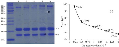 Figure 1. SDS-PAGE electrophoresis (a) and activity (b) of precipitated whey proteins using different concentrations of glacial acetic acid: 2.0% (lane 2), 1.5% (lane 3), 1.0% (lane 4), 0.5% (lane 5), and 0.25% (lane 6).