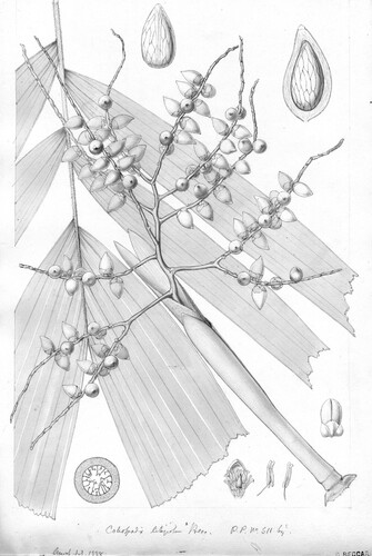 Figure 1. Beccari's analytic hand drawing of the palm Ptychosperma litigiosa, whose accepted name nowadays is Drymophloeus litigiosus, showing a leaf, inflorescence, flowers and seeds. The drawing comes from the type collection of the Natural History Museum, Botanical Collections, of the University of Florence.