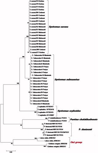 Figure 1. Phylogenetic relationships of Systomus species with close relatives based on K2P divergence of COI gene.