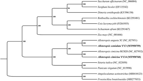 Figure 1. Phylogenetic tree produced by maximum likelihood (ML) analysis base on 15 chloroplast genome sequences from Poaceae, including the newly sequenced A. semialata and A. cimicina and their closely-related species (the remaining 13 chloroplast genome sequences were download from NCBI, and the GenBank Number is in the parentheses behide every species name, respectively). YY3 is the abbreviation for accession numbers of YY3-JC-20, and YY14 is the abbreviation for accession numbers of YY14-Ac-HN-4. Numbers associated with branched are assessed by Maximum Likelihood bootstrap support values.