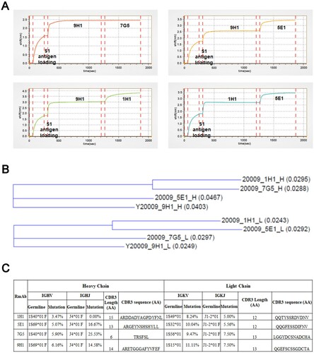 Figure 6. Epitope binning and sequence analysis of neutralizing RmAbs. (A) Epitope binning assay was performed to assess the pairing of mAbs when binding to the SARS-CoV-2 S1 protein. Binding intensity was indicated as the shift in nm over time. (B) Phylogenetic analysis of heavy chain (above) and light chain (below) genes for four neutralizing RmAbs using the maximum-likelihood method. Branch lengths are drawn to scale to visualize sequence diversification. (C) Mutational status of the variable regions, joining regions, and CDR3 regions of RmAb heavy chains and light chains compared to matched germline clone sequences. IGHV: Immunoglobulin heavy-chain variable region, IGHJ: Immunoglobulin heavy-chain joining region; IGKV: Immunoglobulin kappa chain variable region; IGKJ: Immunoglobulin kappa chain joining region.