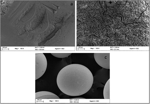Figure 4. SEM images showing PVA-SA (a), CHI-SA (b) and amberlite (c) bead surface.