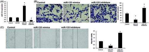 Figure 2. miR-133 regulates lung adenocarcinoma cell migration and invasion. (A) miR-133 expression by transfection with miR-133 mimic and miR-133 inhibitor in PC9 cells. *p < .01 versus The control group and the miR-con group. (B) Transwell invasion assay was utilized to analyze the effect of miR-133 on cell invasion of PC9 cells. *p < .05 versus the control group. (C) Wound healing assay was used to analyze the effect of miR-133 on cell migration of PC9 cells. *p < .05 versus the control group.