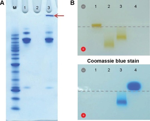 Figure 2 Confirmation of the bioconjugation of cetuximab to dexSPIONs by polyacrylamide gel and agarose gel electrophoresis analyses.Notes: (A) Coomassie blue-stained 4%–12% Bis-Tris NuPAGE gel analysis revealed the successful cross-linking of cetuximab molecules on the surface of the iron oxide nanoparticles. Lane 1, periodate-treated cetuximab; lane 2, PEG-dexSPIONs; lane 3, the cetuximab-SPION conjugation mixture incubated at room temperature for 4 hours. The arrow indicates the Coomassie blue-stained cetuximab-SPION conjugates, which were trapped in the loading well of the polyacrylamide electrophoresis gel due to their larger particle size. (B) The iron oxide nanoparticles were visible as a brown band with a differing mobility shift in the agarose gel. The antibody molecules were visualized by Coomassie blue staining. The sample loading well is indicated by a dotted gray line. Lane 1, dexSPIONs; lane 2, PEG-dexSPIONs; lane 3, cet-PEG-dexSPIONs; lane 4, cetuximab.Abbreviations: cet, cetuximab; dex, dextran; PEG, polyethylene glycol; SPIONs, superparamagnetic iron oxide nanoparticles.