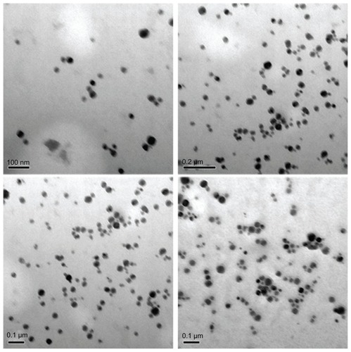 Figure 4 TEM images of the CONPs.Note: The CONPs were all perfect spheres, and the mixtures were homogeneous.Abbreviations: CONPs, cuprous oxide nanoparticles; TEM, transmission electron microscopy.