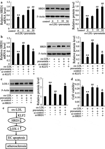 Figure 6. Pravastatin stimulated HRD1 expression via a KLF2-dependent mechanism. (a) After pretreatment with pravastatin (0, 5, 10 or 50 mmol/L) for 2 h, human umbilical vein endothelial cells (HUVECs) were treated with ox-LDL for additional 24 h, followed by measurement of HRD1 mRNA and protein levels. (b) HUVECs were transfected with si-KLF2 for 24 h and then treated with ox-LDL and/or pravastatin, followed by measurement of HRD1 mRNA and protein levels. (c) HUVECs were transfected with si-HRD1 for 24 h, followed by treatment with ox-LDL and/or pravastatin and measurement of LOX-1 protein levels. (d) HUVECs were transfected with si-HRD1 for 24 h, followed by treatment with ox-LDL and/or pravastatin and measurement of cell viability. (e) Diagram depicting the role of HRD1 in EC apoptosis and AS development. Values are means ± SD and are representative of three individual experiments. **P < 0.01, compared to control. ##P < 0.01, compared to ox-LDL. &P < 0.01, compared to ox-LDL+pravastatin+ si-control.