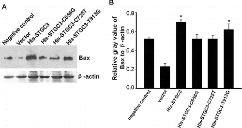 Figure 3. Bax protein expression analysis of CNE2 cells with wild-type and mutant STGC3 gene expression. Representative (A) and quantitative Western Blotting results (B). The data represent x ± SD of three independent experiments. *P < 0.05.