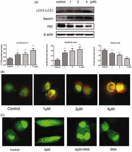 Figure 6. (A) Western blots assay examined the expressions of LC3-II/LC3-, P62, Beclin1. *p < 0.05, **p < 0.01, ***p < 0.001 compared with the control group. (B) SGC-7901 cells were stained with AO after exposed to compound 12 for 48 h, then detected by the confocal microscopy at 200×. (C) SGC-7901 cells were transfected with GFP-LC3 plasmid, and treated with compound 12 alone (4 μM), 3MA (500 μM, pro-incubated for 1 h), compound 12 and 3MA, then observed under a confocal microscopy at 200×.