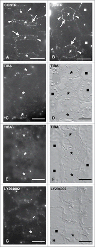 Figure 5. Immunolocalization of PIN1 carriers in control (A, B) and treated (C–H) GMCs (asterisks) and SMCs (squares). The arrows point to transverse and the arrowheads to lateral cell walls. (A) Young GMCs. (B) Advanced GMCs. (C–F) TIBA-treated GMCs (asterisks) as they appear after PIN1 carrier immunolabeling (C and E) and using DIC optics (D and F). (G and H) Immunolabeling of PIN1 carriers in a LY294002-treated GMC (asterisk) (G) and the respective DIC image (H). Treatments: (C–F) TIBA 300 μM, 48 h; (G and H): LY294002 50 μM, 48 h. Scale bars: 10 μm.