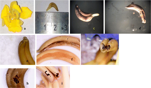 Figure 7. Worm inside anther: (a) flower of S. alata (arrows indicate fertile stamens); (b) individual anther measuring 1 cm; (c) arrow indicates head of worm inside anther; (d) worm taken out from anther; (e) close-up view of distal end of anther showing two tiny openings; (f) single arrow indicates internal content of healthy anther; double arrows indicate internal nature of anther after worm attack; (g) destroyed terminal ends of anther after worm exit of thro distal end.