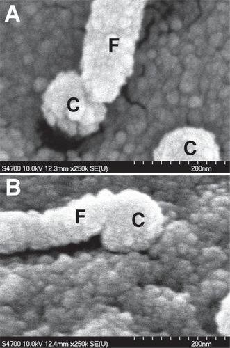 Figure 1 Filopodial sensing of nanocolumns. (A & B) 160 nm high, 100 nm diameter columns originally fabricated by colloidal lithography. Note how the cell filopodia (F) have similar tip dimensions to the columns (C) they interact with.