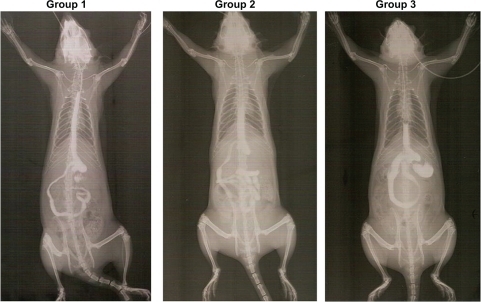 Figure 4 Comparison of animals of the three groups studied after the injection of the second contrast volume. Evaluation at week 30.