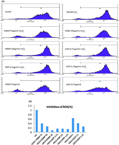 Figure 3. ROS elimination effects of EECP, EEEP and EEBGP in RAW264.7 cells. (A) A representative result of the flow cytometry analysis. (B) Each bar represents the inhibition percentage of ROS regulated by EECP, EEEP and EEBGP with the indicated concentrations (μg/mL).