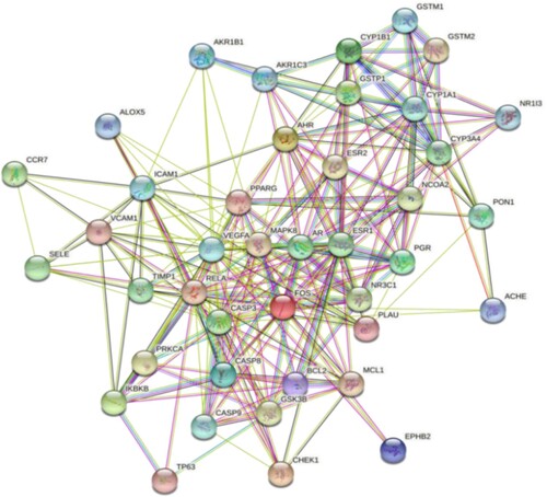 Figure 4. Protein–protein interaction network of TwHF in the treatment of ALL. Nodes represent target genes and proteins, edges represent protein interactions, and the number of connecting lines is directly related to the importance of the target.