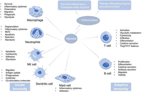 Figure 5 The mechanism and therapies of hypoxic inflammation. The host immune response is usually divided into innate immune response and adaptive immune response. When the body is in a state of hypoxia, the body can mobilize the innate and adaptive immunity to promote the occurrence of inflammation. Thus, the treatment of hypoxic inflammation mainly includes the anti-inflammation therapy and the therapy alleviating hypoxic environment.