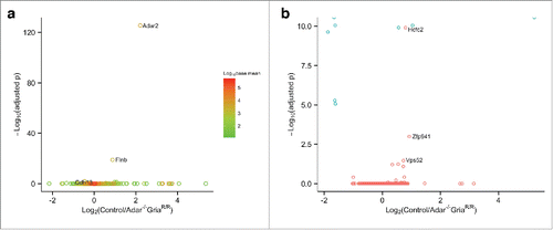 Figure 3. ADAR2 deficiency has only modest effects on mRNA expression levels or exon utilization. (a) Plot of fold difference of log2 normalized expression in Control (Adar+/+Gria2R/R) frontal cortex (n = 6) versus Adar2−/− Gria2R/R frontal cortex (n = 6) on the x-axis against –log10 adjusted p-value on the y-axis for all detected genes. Each gene is colored based on the log10 base mean expression where more highly expressed genes are in red. Adar2, Flnb, and Cdh13 are the only genes that were significantly differentially expressed (adjusted p < 0.05). (b) Differential alternative exon events. Plot of differential exon expression with fold difference of log2 normalized expression in Control (Adar2+/+Gria2R/R) frontal cortex (n = 6) vs. Adar2−/−Gria2R/R frontal cortex (n=6) on the x-axis and –log10 adjusted p-value on the y-axis for all detected exons. Blue colors show individual exons of Adar2, which account for all but 3 of the significantly different exons found in the genes Hcfc2, Zfp941, and Vps52 (p adjusted < 0.05).