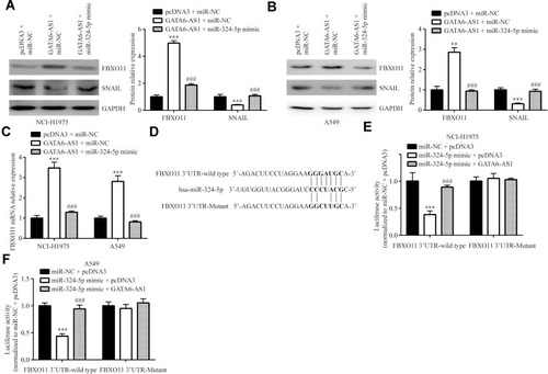 Figure 6 GATA6-AS1 regulated FBXO11 via sponging miR-324-5p. (A and B) Western blotting showed that miR-324-5p mimic could reverse the upregulation of FBXO11 and downregulation of SNAIL protein expression in NCI-H1975 (A) and A549 (B) cells transfected with GATA6-AS1. (C) In NCI-H1975 and A549 cells, miR-324-5p could reverse the upregulation of FBXO11 mRNA expression by GATA6-AS1. (D) Sequences of FBXO11 3ʹUTR-wild type and 3ʹUTR-Mutant. E-F. In the luciferase reporter assay, GATA6-AS1 could attenuate the reduction of FBXO11 3ʹUTR-wild type luciferase activity in NCI-H1975 (E) and A549 (F) cells transfected with miR-324-5p mimic. ***vs pcDNA3 + miR-NC, p<0.001; ###vs GATA6-AS1 + miR-NC, p<0.001.