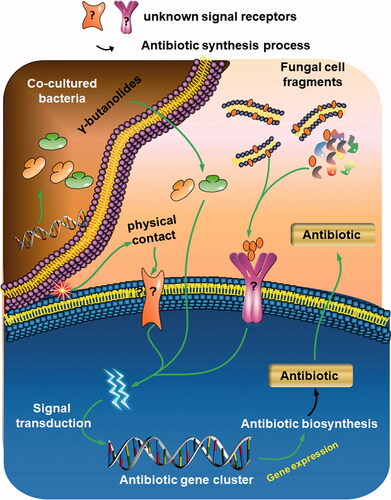 Figure 4. Complex communities induce unnatural antibiotic production. Fungal cell fragments, substances involved in interactions, and physical contact with Streptomyces species can enhance antibiotic biosynthesis.