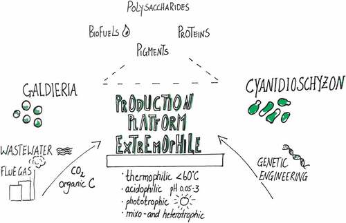 Figure 1. Graphic illustrating the biotechnological potential of Galdieria and Cyanidioschyzon. The remediation of waste streams (wastewater, flue gas, organic C) allows a valorization to products, such as pigments, lipids and polysaccharides. A toolbox for genetic engineering will render Cyanidioschyzon a heterologous expression platform.