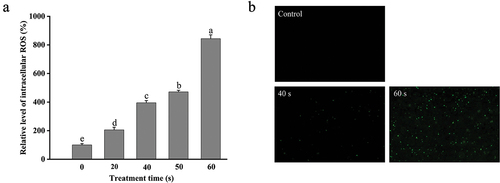 Figure 7. Changes in the intracellular ROS level of DBD plasma-treated E. coli O157:H7. (a) Relative levels of intracellular ROS; (b) fluorescence microscopic images of E. coli O157:H7 dyed with DCFH-DA (400 ×). Error bars represent standard deviation for three repetitions. Different letters above the bars represent significant differences among treatment groups according to the LSD test at p = .05.