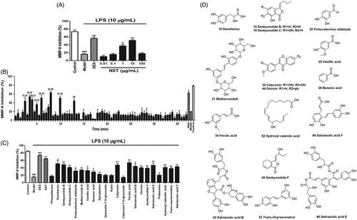 Figure 3. Bioactivity analysis of NXT on anti-MMP-9. (A) Effect of NXT on MMP-9 activation in LPS-stimulated 293 T cells. (B) The screening of potential MMP-9 inhibitory active ingredients in NXT. (C) Verification the MMP-9 inhibition active ingredients in NXT. (D) Chemical structures of the MMP-9 inhibitory active ingredients in NXT. The results are the mean ± SEM (n = 6 per group); ###p < 0.001 versus the control group; *p < 0.05, **p < 0.01, ***p < 0.001, versus the model group.