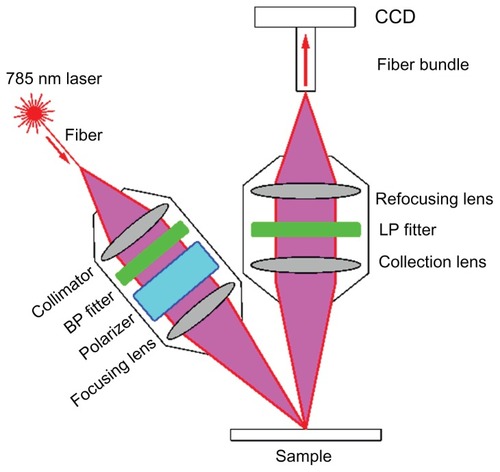 Figure 1 The configuration of the polarized Raman probe.Abbreviations: BP, band pass; CCD, charge-coupled device; LP, long pass.