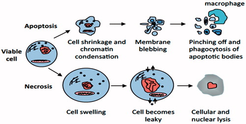 Figure 1. Apoptosis versus necrosis. Apoptosis (top) is an active and inherently controlled means of cell death. The physiological features of programed cell death include: cell shrinking, chromatin condensation, membrane blebbing and pinching off into apoptotic bodies that can be phagocytized by macrophages. Necrosis (bottom) is invariably caused by noxious stimuli as a result of an irreversible disturbance of cellular homeostatic mechanisms. Not involved in the control of cell populations, this form of cell death differs in that in comprises of cell swelling, loss of membrane integrity and organelles, degradation of DNA and eventual cell lysis into the extracellular environment.