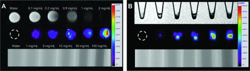 Figure 5 In vitro MRI/CT/fluorescence imaging of an i-fmSiO4@SPION aqueous suspension and macrophages incubated with i-fmSiO4@SPIONs at different concentrations (in iron).Notes: (A) I-fmSiO4@SPION aqueous suspension and (B) macrophages. For the T2-weighted MRI (up) and fluorescent imaging (middle) of macrophages, the cells were incubated with i-fmSiO4@SPIONs at concentrations of 0 mg/mL, 0.1 mg/mL, 0.2 mg/mL, 0.5 mg/mL, 1 mg/mL, and 2 mg/mL (from left to right) for 3 hours. For CT imaging (down), the cells were incubated with i-fmSiO4@SPIONs at concentrations of 0 mg/mL, 1 mg/mL, 5 mg/mL, 10 mg/mL, 50 mg/mL, and 100 mg/mL (from left to right).Abbreviations: MRI, magnetic resonance imaging; CT, computed tomography; i-fmSiO4@SPIONs, iodinated oil-loaded fluorescent mesoporous silica-coated superparamagnetic iron oxide nanoparticles.