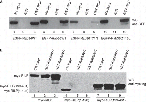 Figure 4.  Rab36 interacts with RILP. (A) GST-RILP was immobilized on GST-sepharose beads and used to pull down GFP-Rab proteins from cell lysates containing expressed GFP-Rab36 or Rab34. The results showed RILP specifically interacts with Rab34, Rab36WT or Rab36Q116L, but weakly interacts with Rab36T71N. GST was used for control. (B) Characterization of the region in RILP interacting with Rab36. GST-Rab proteins were immobilized on GST-sepharose beads and used to pull down myc-tagged proteins from cell lysates containing expressed myc-RILP, myc-RILP(1–198) or myc-RILP (199–401). The data further confirmed the interaction between Rab36 and RILP, and indicated both Rab36 and Rab34 interact with C-terminal region of RILP.