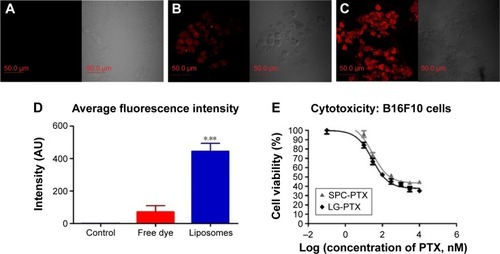 Figure 2 CLSM images (fluorescence and bright field) of (A) control B16F10 cells, (B) cells with free dye, and (C) cells with dye-loaded SPC liposomes (scale bar for all images: 50 µm, magnification 60×); (D) comparison of average fluorescence intensity of cells internalizing free dye and dye loaded in liposomes (*P<0.05 compared to control, **P<0.05 compared to free dye); (E) cytotoxicity of formulations on B16F10 cells: IC50 calculation with SPC-PTX liposomes and LG-PTX formulation.Abbreviations: CLSM, confocal laser scanning microscopy; LG-PTX, liposome-in-gel-paclitaxel; PTX, paclitaxel; SPC, soya phosphatidylcholine.